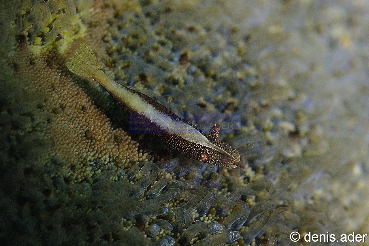 Culcita novaeguineae Periclimenes-soror-Komodo BetheHem3-17m-20160803-Denis-ADER-DSC_9286_tn.jpg